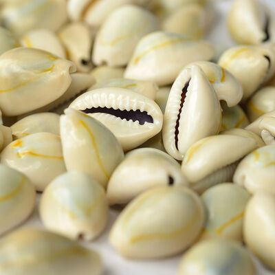 Cowry Shell hover view