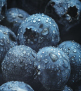 Bilberry Extract