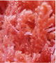 Red Algae