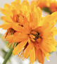 Calendula Extract