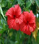 Hibiscus Oil