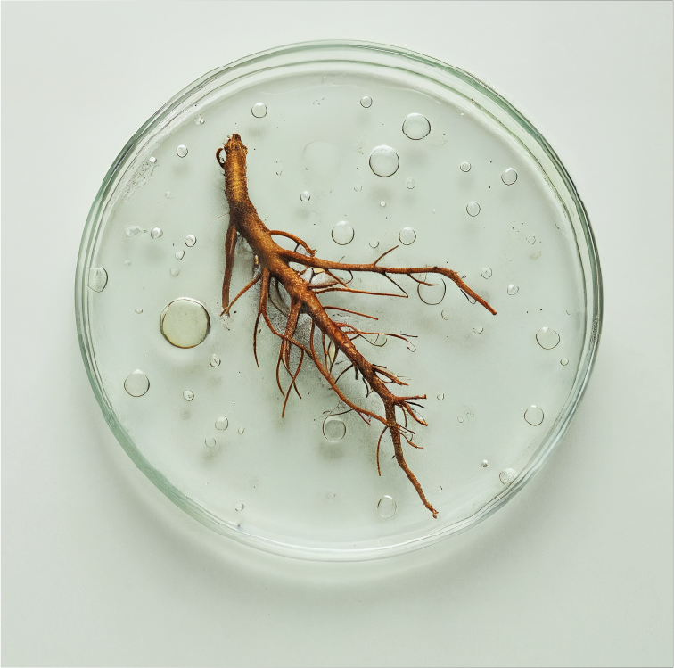 Lindera Root