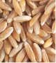 Wheat Protein