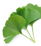 Ginkgo Biloba