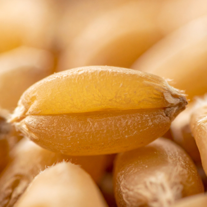 Wheat Germ Oil