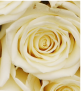 White Rose