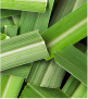 Lemongrass