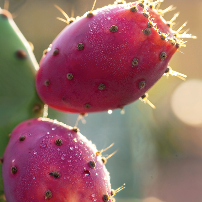 100% Pure Prickly Pear Oil