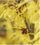 Witch Hazel