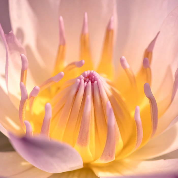 Lotus Flower Extract
