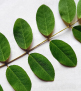 Blue Nila Extract