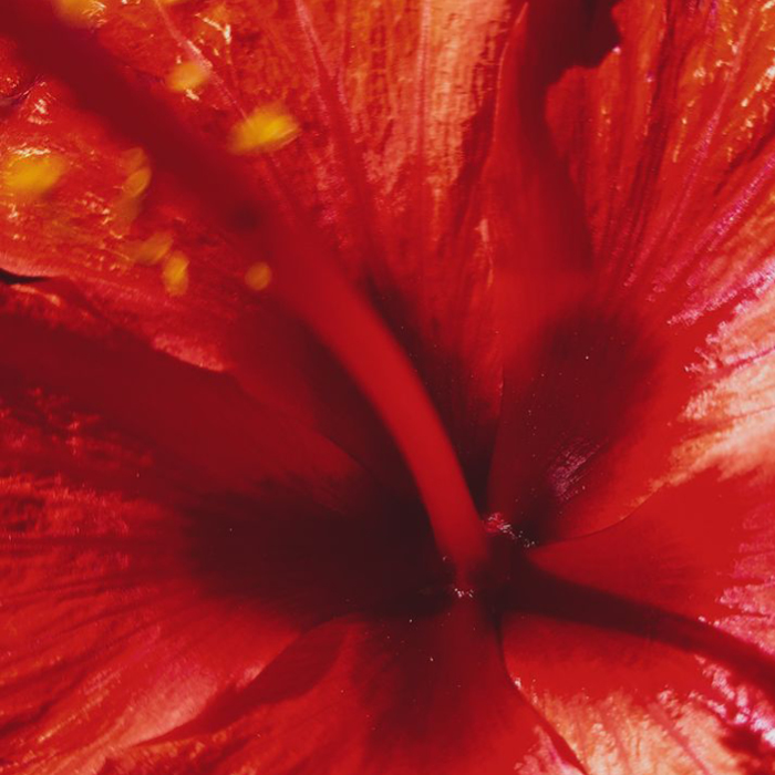 Hibiscus