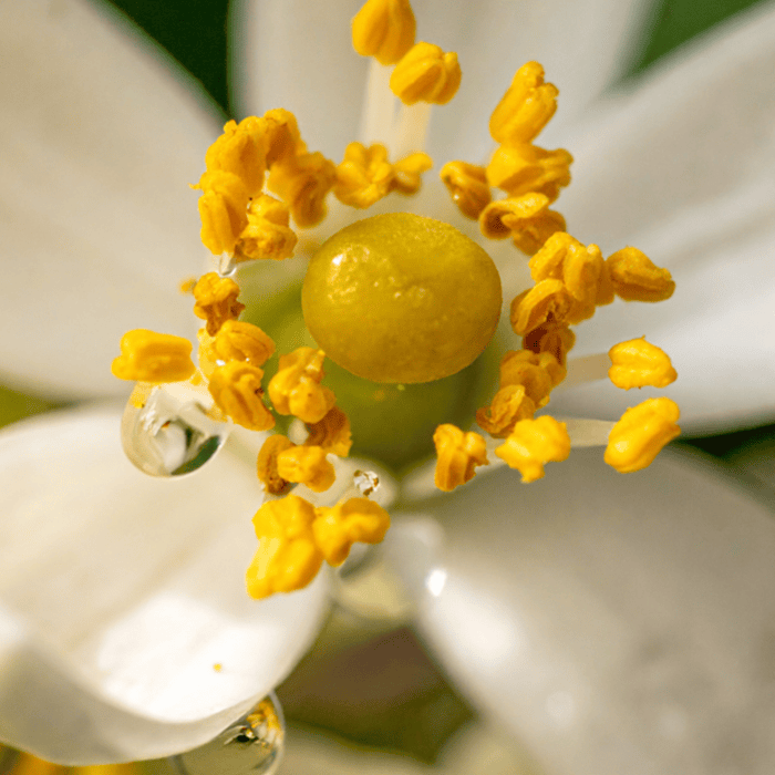 100% Distilled Orange Blossom Water