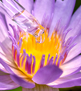 Lotus Flower Extract