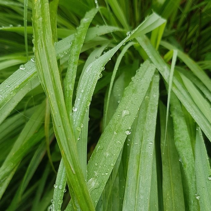 Lemongrass