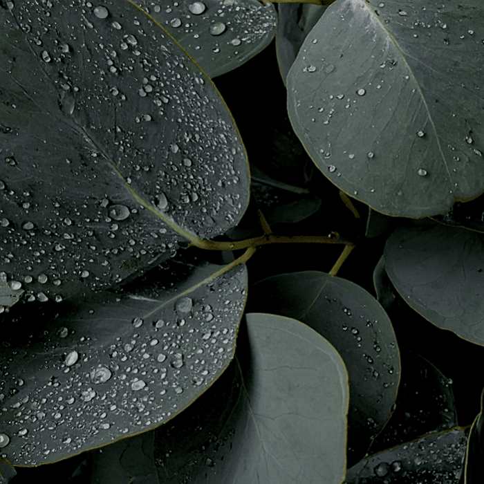 Eucalyptus Oil