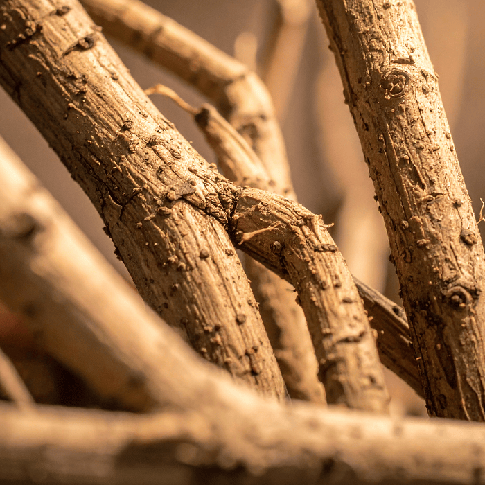 Lindera Root (Hairiline®)