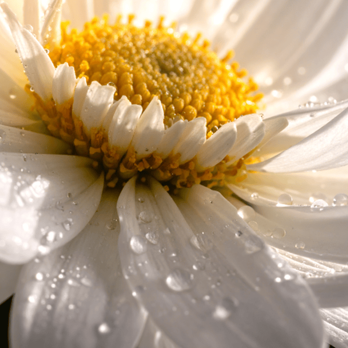 Chamomile