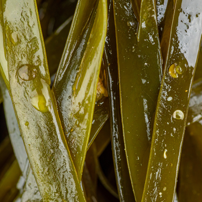 Seaweed Extract